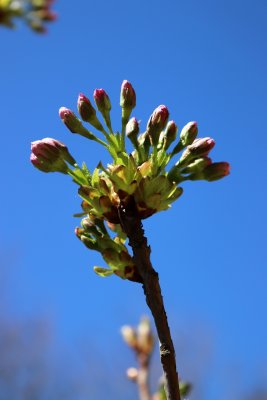 Prunus serrulata 'Amanogawa' - višeň pilovitá - květní pupeny